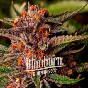 blimburn seeds forbidden fruit