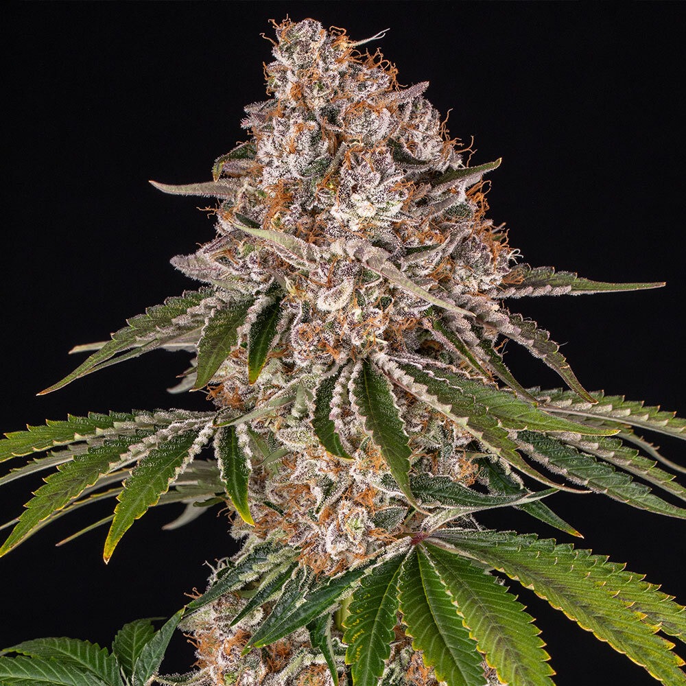 Cookie Casket Strain von Barneys Farm 3er Pack – Bild 3
