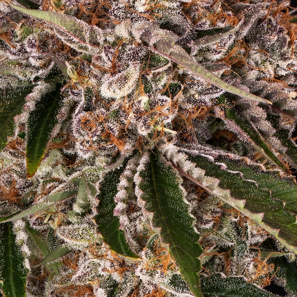 Cookie Casket Strain von Barneys Farm 3er Pack – Bild 2
