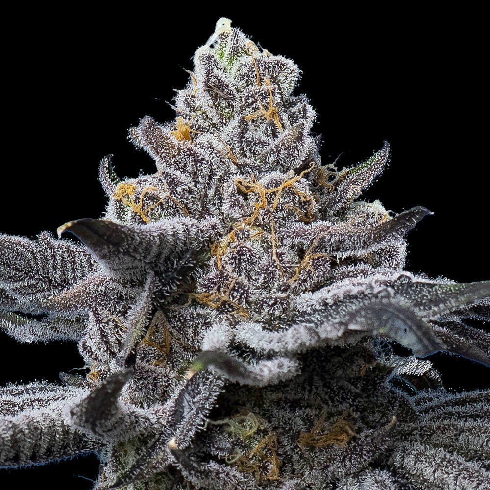 LFG Strain von Barneys Farm 3er Pack – Bild 3