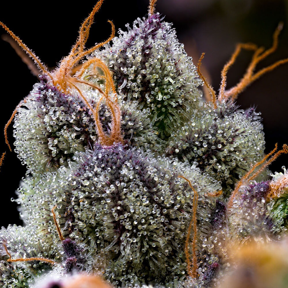 LFG Strain von Barneys Farm 3er Pack – Bild 2